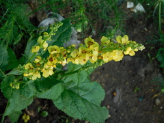 Verbascum nigrum