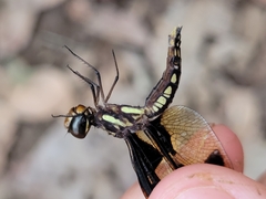 Palpopleura