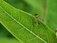 Chrysopilus modestus