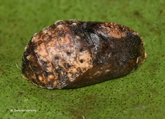 Thepytus echelta