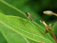 Chrysopilus modestus