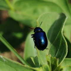 Chrysochus asclepiadeus