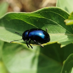 Chrysochus asclepiadeus