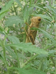 Melanoplus differentialis