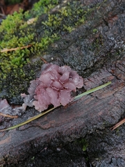Gelatinodiscaceae