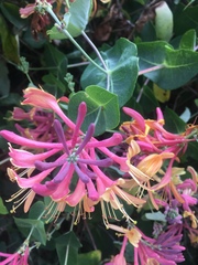 Lonicera × heckrottii