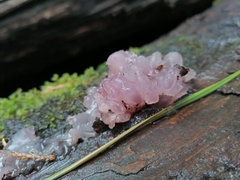 Gelatinodiscaceae