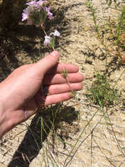 Leptosiphon grandiflorus