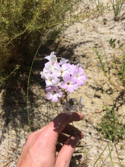 Leptosiphon grandiflorus