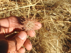 Trifolium hirtum