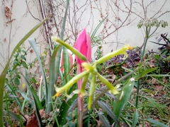 Billbergia distachia