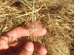 Trifolium hirtum