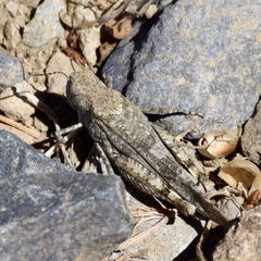 Trimerotropis occidentalis
