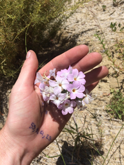 Leptosiphon grandiflorus