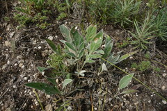 Psephellus marschallianus