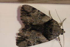 Catocala crataegi