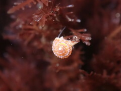 Calliostoma supragranosum
