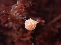 Calliostoma supragranosum