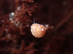 Calliostoma supragranosum