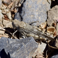 Trimerotropis occidentalis