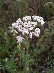 Achillea nobilis