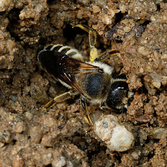 Megachile albisecta