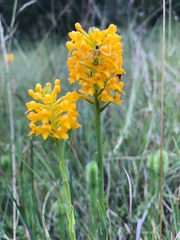 Platanthera integra