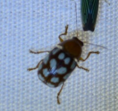 Cryptocephalus guttulatus