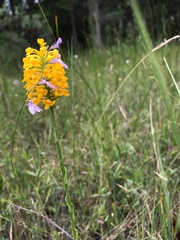 Platanthera integra