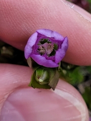 Gentianella campestris