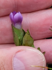 Gentianella campestris