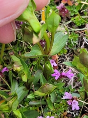 Gentianella campestris