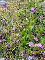 Gentianella campestris