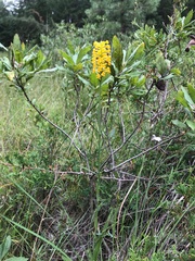 Platanthera integra