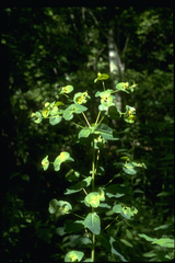 Euphorbia purpurea