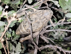 Phrynotettix robustus