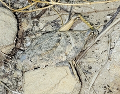 Phrynotettix robustus