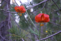 Lilium pardalinum vollmeri