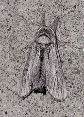 Inguromorpha itzalana