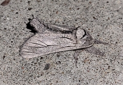 Inguromorpha itzalana