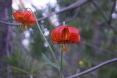 Lilium pardalinum vollmeri