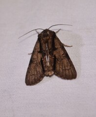 Acronicta funeralis