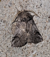 Astiptodonta aonides