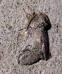 Astiptodonta aonides