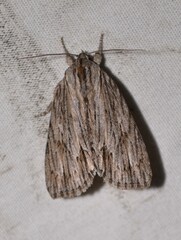 Acronicta lithospila