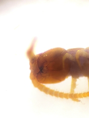 Lithobius curtipes