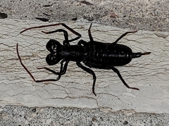 Mastigoproctus giganteus