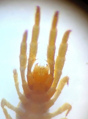 Lithobius curtipes
