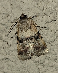 Properigea continens