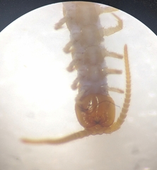 Lithobius curtipes